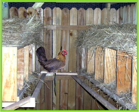 chicken egg neast